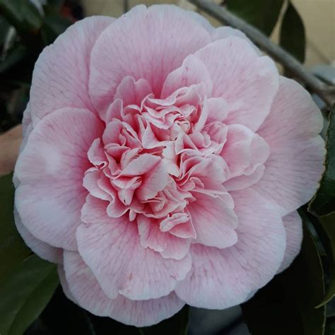 Camellia flower meaning. Learn the symbols and origins of this plant