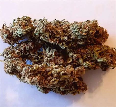 AK-47 Weed Strain Review & Information | CTU