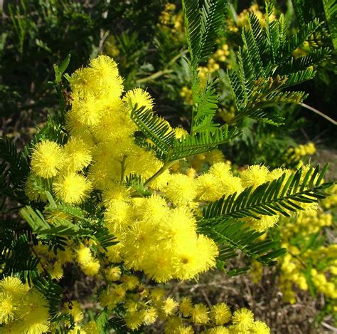 Acacia decurrens (Black wattle) is a large tree with ferny leaves and sprays of golden flower ...