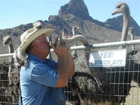 Rooster Cogburn Ostrich Ranch - Fun Things To Do in Arizona With Kids And Families Phoenix, Ost ...