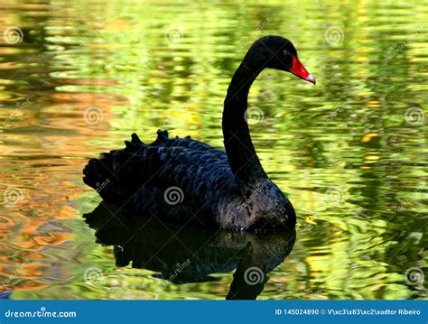 Black swan i stock photo. Image of neck, water, animal - 145024890