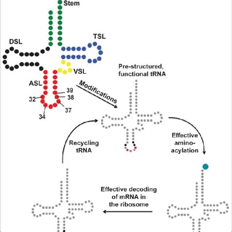 Modifications present in tRNA's anticodon stem and loop domain (ASL)... | Download Scientific ...