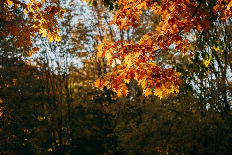 Yellow Leaves on Maple Tree · Free Stock Photo