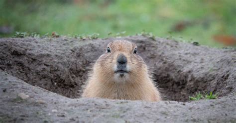 Groundhog (Woodchuck) - A-Z Animals