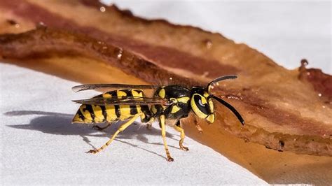 Wasp Stings: Treatment, Allergic Reactions, Home Remedies, and Pictures | Everyday Health