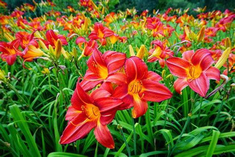 1 X RED DAYLILY PLANT,READY TO PLANT OUT.PERENNIAL,NEED SPACE ￡0.99 ...