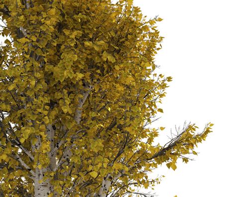 ArtStation - Fall Paper birch Trees | Resources