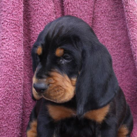 Black and Tan Coonhound Puppy | Puppies and kitties, Coonhound puppy ...