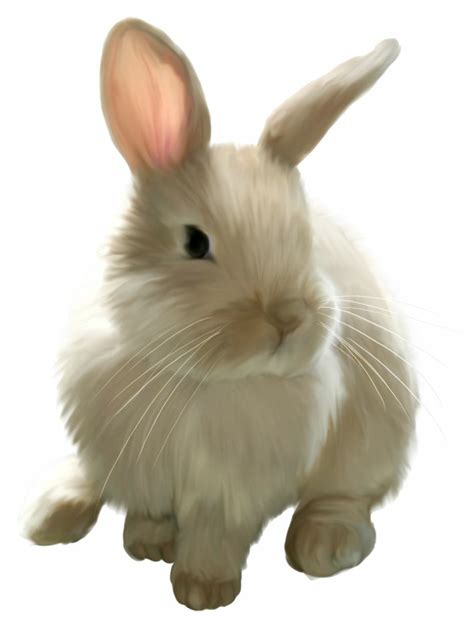 Download High Quality bunny clipart realistic Transparent PNG Images - Art Prim clip arts 2019