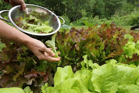 harvesting lettuce | Kellogg Garden Organics™