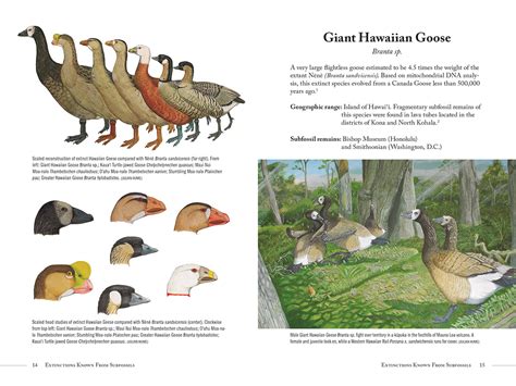 Extinct Birds of Hawaii – Mutual Publishing