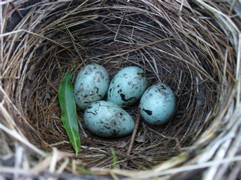 Common Grackle - Animals of Northern New York