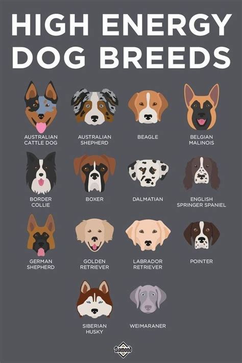 Low energy dog breeds – Artofit