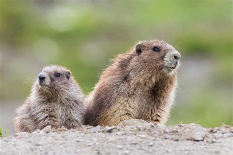 Marmot - A-Z Animals