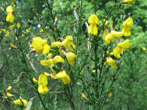 Planta Pirole (pirola rotundifolia L.) - Pró Saúde Viva