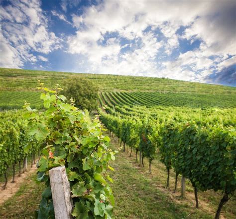 Beautiful Vineyard Landscape Stock Photo - Image of france, agriculture ...