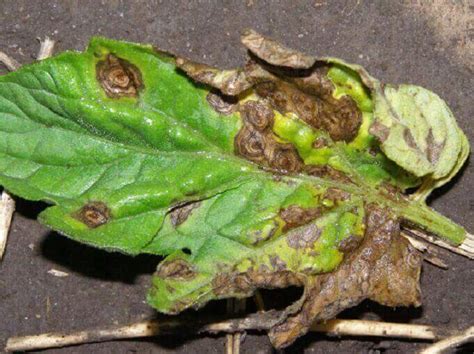 Reading the Tomato Leaves: How to Nip Diseases in the Bud