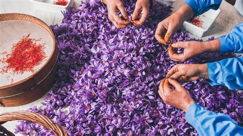 Saffron | Have you seen the cultivation and harvesting of WORLD'S ...