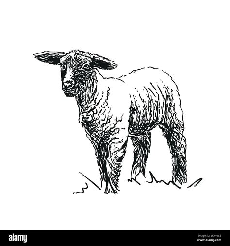 lamb - farm animal, hand drawn illustration Stock Vector Image & Art - Alamy