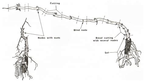 Hop Plant Propagation | Propagating plants, Hops plant, Propagation