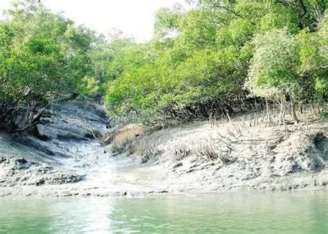 Sundarban, the World Largest Mangrove Forest Tourism | About Bangladesh ...