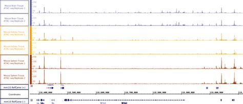 ATAC-Seq Kit | Analysis of Open Chromatin Regions