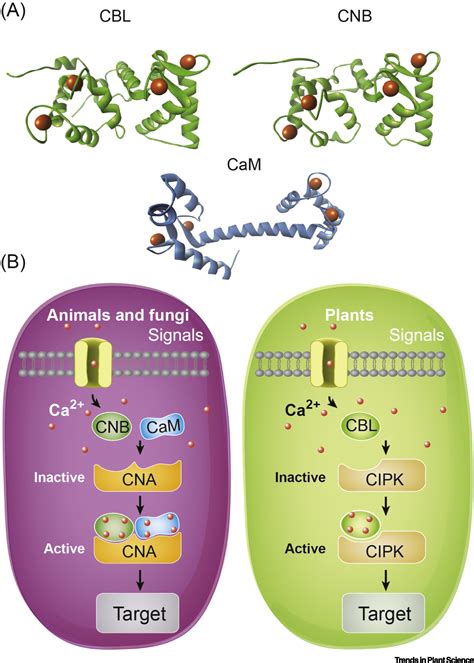 The CBL–CIPK Calcium Signaling Network: Unified Paradigm from 20 Years of Discoveries: Trends in ...