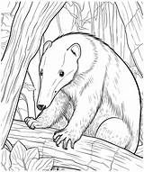 Anteater coloring Page Line Art 25535960 Vector At Vecteezy sketch template