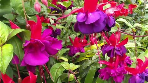 Fuchsia Pruning and Care Tips - YouTube