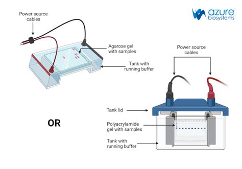 Gel Electrophoresis Steps - Azure Biosystems