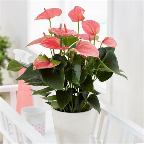 Anthurium Pink - D'Spring