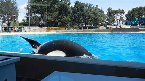 Dine with Orcas - Seaworld San Diego - Sept 14, 2017 - YouTube