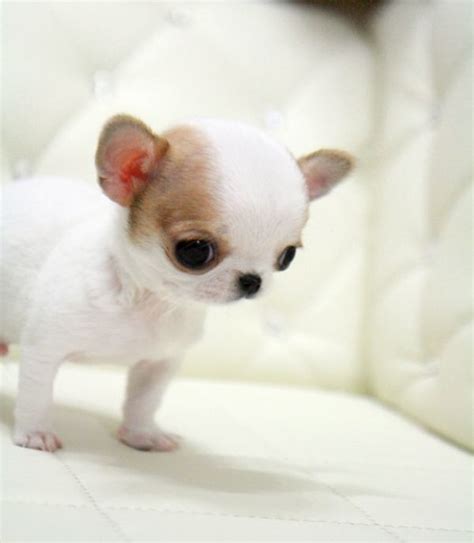 Teacup Chihuahua Puppies