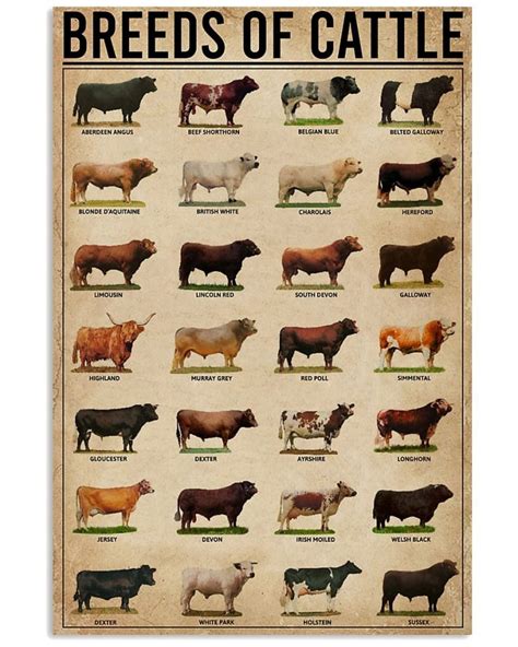 Breeds of cattle poster | Boxbox Branding-Luxury t-shirts online in USA