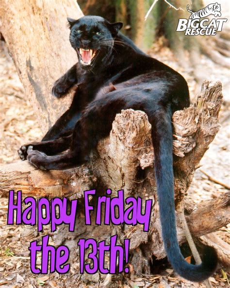 We still love our black cats! :) | Happy friday the 13th, Friday the 13th funny, Friday the 13th ...