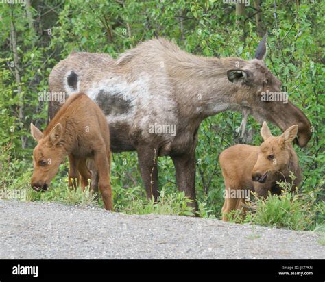 Moose in Alaska Stock Photo - Alamy