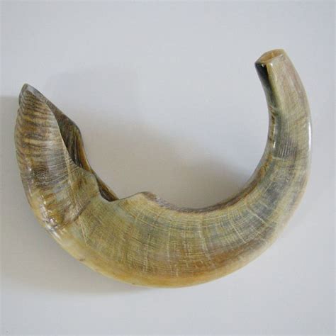 44 best Shofar images on Pinterest | Antlers, Horn and Holy land