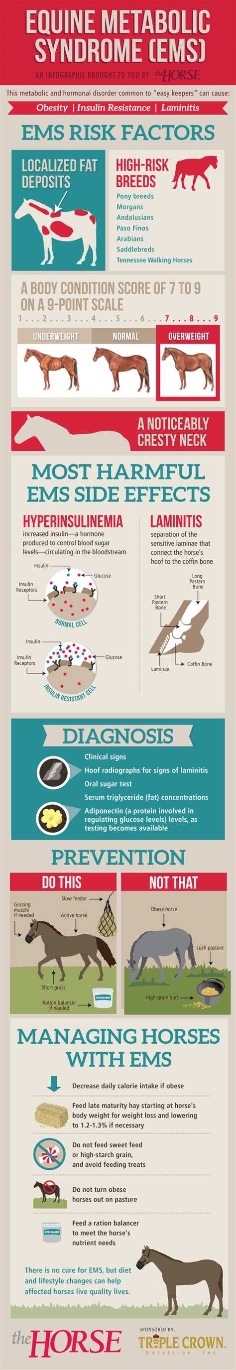 Infographic: Equine Metabolic Syndrome (EMS) – The Horse