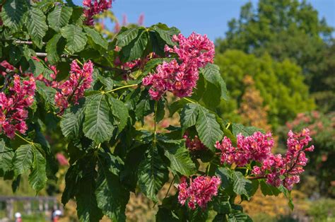 Red Buckeye Tree: Care and Growing Guide