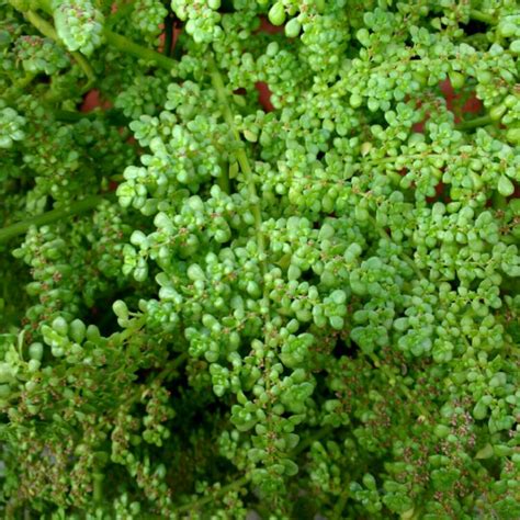 Pilea microphylla, Artillery Plant - uploaded by @shaz831