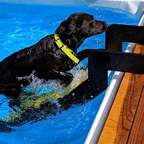 The Best Swimming Pool Ramps For Dogs: A Comprehensive Guide