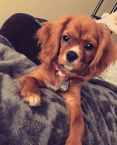 Ruby-Cavalier King Charles Spaniel-Streetsboro, OH | Premier Pups Puppy ...