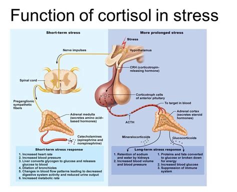 cortisol function in stress | Science online