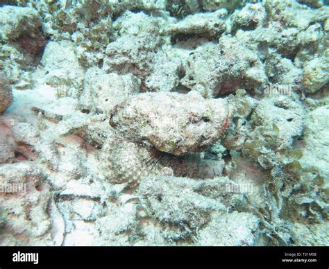 Stonefish camouflage hi-res stock photography and images - Alamy