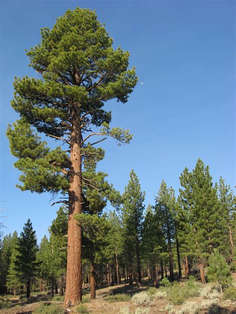 Jeffrey Pine or Black Pine (Pinus jeffreyi) is a North American pine tree occurs from southwest ...