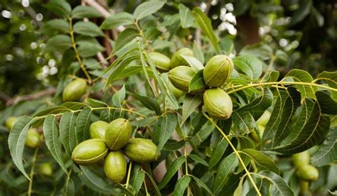 How To Grow a Pecan Tree From a Cutting - Growing Conditions Revealed ...