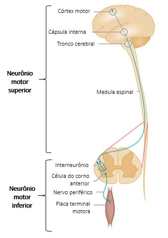 Atenção areia flauta doença do neuronio motor Atticus Ringlet repolho