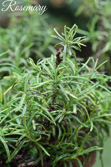 10 Top Rosemary Benefits For Hair, Skin & Health - Wildturmeric