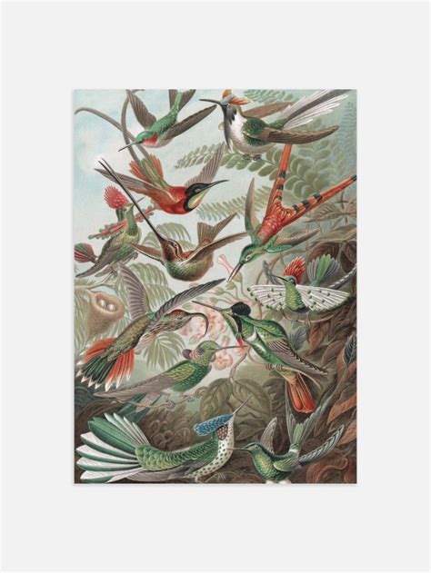 Hummingbirds Poster | Postery Online Store