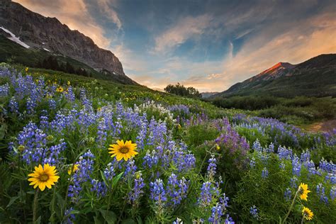 Crested Butte wildflowers | My main reason for going to Colo… | Flickr